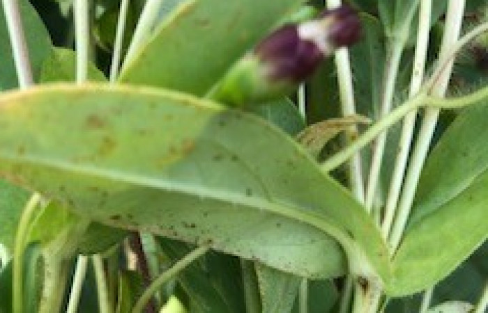 Estación Maritza  Octubre 2019  Foto: Nelson Zamora 
