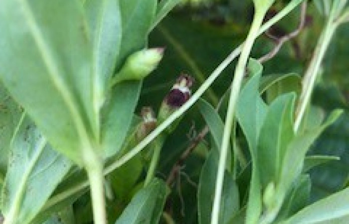 Estación Maritza  Octubre 2019  Foto: Nelson Zamora 