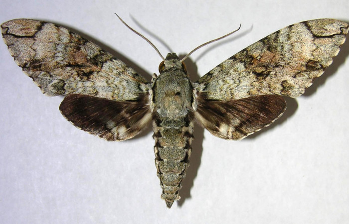 Figura 1. Adulto de <i>Manduca florestan</i> (Sphingidae), macho vista dorsal, localidad Laureles Sector Rincón Rain Forest ACG (95m). Voucher: 06-SRNP-43612-DHJ361156.jpg.