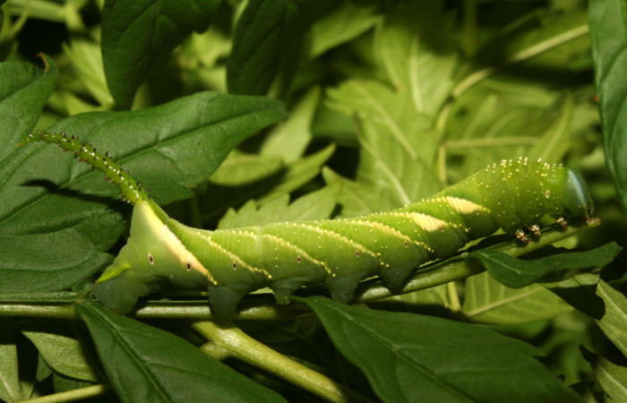 Figura 4. Larva <i>Manduca florestan</i> (Sphingidae), penúltimo estadío (PU) vista lateral, localidad Medrano Estación Biológica Quica Sector Pitilla ACG (380m). Voucher: 13-SRNP-70951-DHJ702587.jpg.