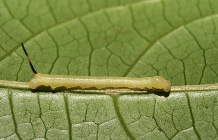 Figura 2. Larva <i>Manduca florestan</i> (Sphingidae), primer estadío (PPPU) vista lateral, localidad Bullas Estación Biológica Quica Sector Pitilla ACG (440m). Voucher: 14-SRNP-70721-DHJ722573.jpg.