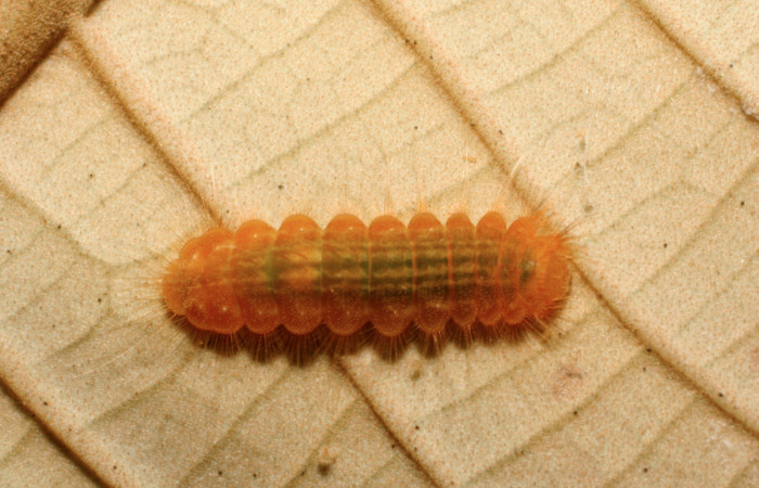 Figura 2. Larva <i>Pirascca tyriotes</i> (Riodinidae), último estadío (U) vista dorsal, localidad Estación Biológica Quica, Sector Pitilla ACG (470m). Voucher: 07-SRNP-65937-DHJ435334.jpg.