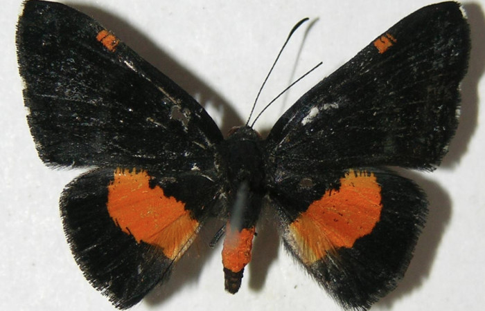 Figura 8. Adulto de <i>Pirascca tyriotes</i> (Riodinidae), macho vista dorsal, localidad Puente Mena, Sector Del Oro ACG (280m). Voucher: 08-SRNP-23921-DHJ395338.jpg.