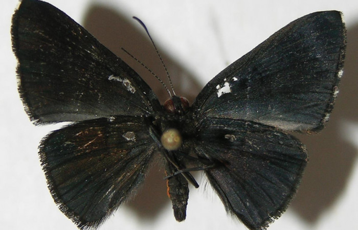 Figura 9. Adulto de <i>Pirascca tyriotes</i> (Riodinidae), macho vista ventral, localidad Puente Mena, Sector Del Oro ACG (280m). Voucher: 08-SRNP-23921-DHJ395339.jpg.