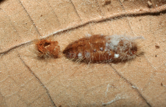 Figura 12. Pupa de <i>Pirascca tyriotes</i> (Riodinidae), parasitada por chalJanzen01 Janzen01 (Chalcididae), vista dorsal, localidad Finca Aurita, Sector Rincón Rain Forest ACG (460m). Voucher: 08-SRNP-40955-DHJ453481.jpg.