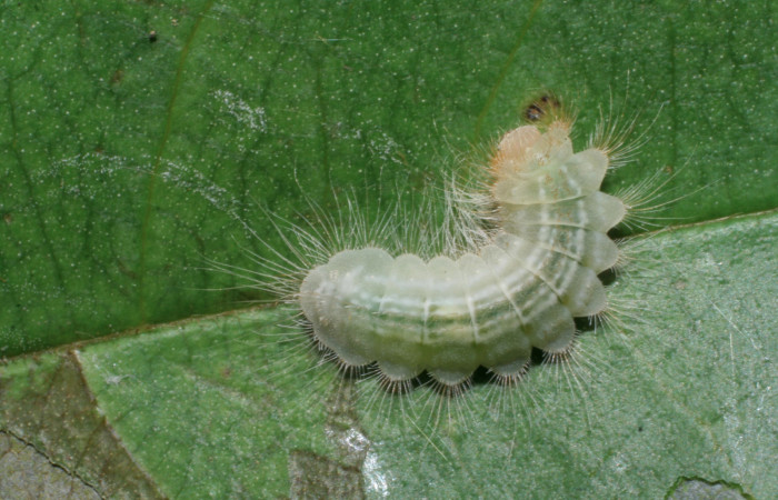 Figura 16. Larva <i>Pirascca arbuscula</i> (Riodinidae), penúltimo estadío (PU) vista dorsal, localidad Lobo Estación Biológica Quica, Sector Pitilla ACG (520m). Voucher: 08-SRNP-70556-DHJ443326.jpg.