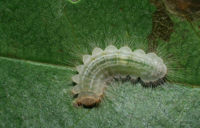 Figura 17. Larva <i>Pirascca arbuscula</i> (Riodinidae), penúltimo estadío (PU) vista dorsal, localidad Lobo Estación Biológica Quica, Sector Pitilla ACG (520m). Voucher: 08-SRNP-70556-DHJ443327.jpg.