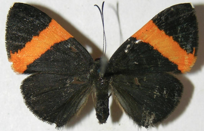 Figura 10. Adulto de <i>Pirascca tyriotes</i> (Riodinidae), hembra vista dorsal, localidad Estación Biológica Quica, Sector Pitilla ACG (470m). Voucher: 08-SRNP-72573-DHJ395342.jpg.