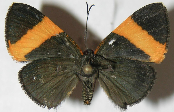 Figura 11. Adulto de <i>Pirascca tyriotes</i> (Riodinidae), hembra vista ventral, localidad Estación Biológica Quica, Sector Pitilla ACG (470m). Voucher: 08-SRNP-72573-DHJ395343.jpg.