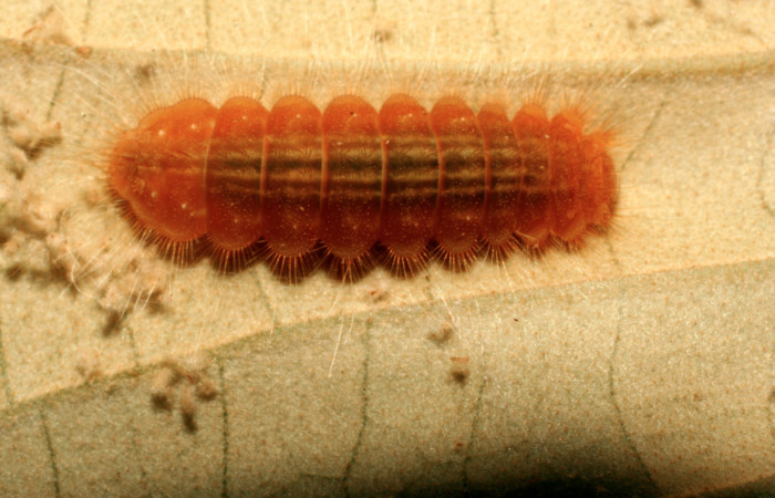 Figura 3. Larva <i>Pirascca tyriotes</i> (Riodinidae), último estadío (U) vista dorsal, localidad Estación Biológica Quica, Sector Pitilla ACG (470m). Voucher: 08-SRNP-72573-DHJ447366.jpg.