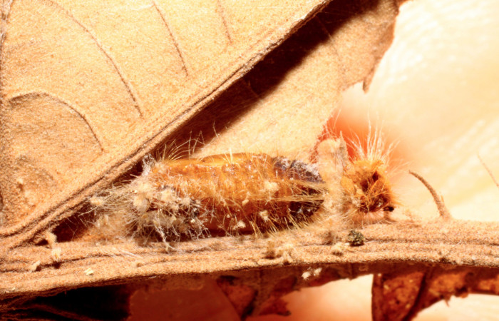 Figura 13. Pupa de <i>Pirascca tyriotes</i> (Riodinidae), parasitada por chalJanzen01 Janzen 16 (Chalcididae), vista dorsal, localidad Estación Biológica Quica, Sector Pitilla ACG (470m). Voucher: 09-SRNP-70016-DHJ474195.jpg.