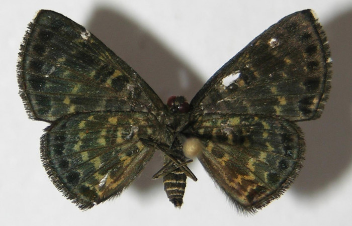 Figura 19. Adulto de <i>Pirascca arbuscula</i> (Riodinidae), vista ventral, localidad Estación Biológica Quica, Sector Pitilla ACG (470m). Voucher: 09-SRNP-72617-DHJ518439.jpg.