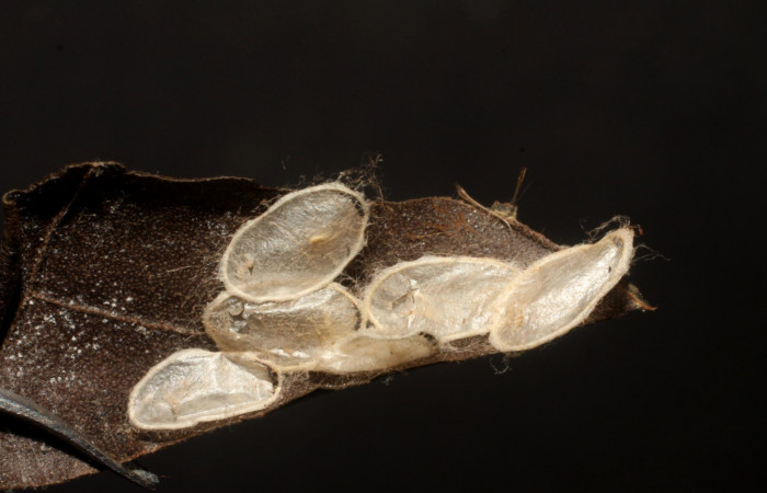 Figura 15. Capullos de Bracon Janzen04 (Braconidae) que ataca <i>Pirascca tyriotes</i> (Riodinidae), vista dorsal, localidad Sendero Anonas, Sector Rincón Rain Forest ACG (405m). Voucher: 10-SRNP-41707-DHJ480593.jpg.