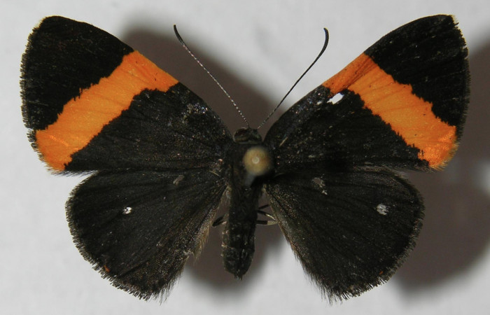Figura 1. Adulto de <i>Pirascca tyriotes</i> (Riodinidae), vista dorsal, localidad Moga, Brasilia ACG (320m). Voucher: 12-SRNP-65405-DHJ564928.jpg.
