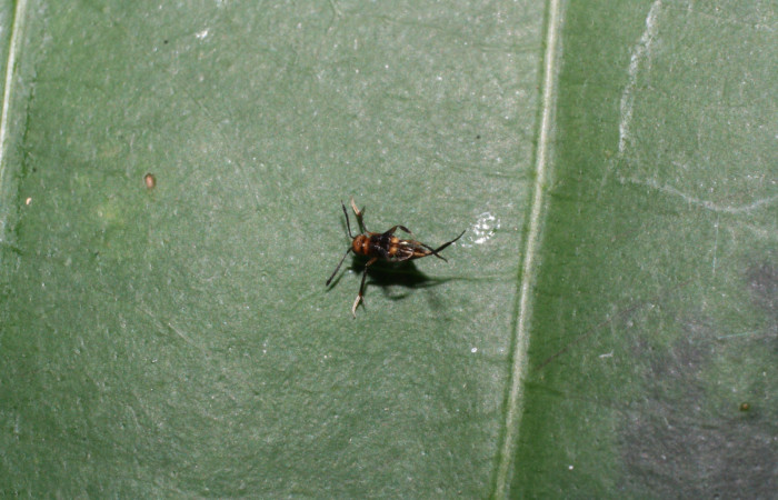 Figura 14. Adulto de chalJanzen01 Janzen01 (Chalcididae) que ataca <i>Pirascca tyriotes</i> (Riodinidae), vista dorsal, localidad Estaciòn Los Almendros, Sector El Hacha ACG (290m). Voucher: 13-SRNP-22941-DHJ710066.jpg.
