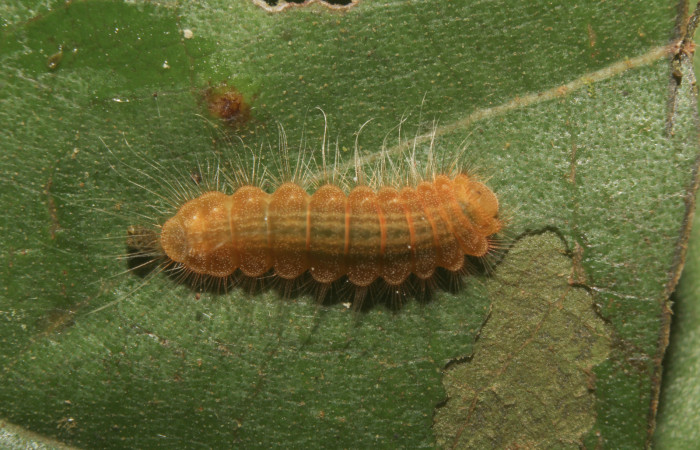 Figura 4. Larva <i>Pirascca tyriotes</i> (Riodinidae), último estadío (U) vista dorsal, localidad Medrano Estación Biológica Quica, Sector Pitilla ACG (380m). Voucher: 19-SRNP-71286-DHJ752131.jpg.