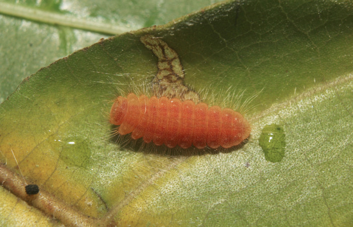 Figura 5. Larva <i>Pirascca tyriotes</i> (Riodinidae), en estado de prepupa, vista dorsal, localidad Medrano Estación Biológica Quica, Sector Pitilla ACG (380m). Voucher: 19-SRNP-71286-DHJ752137.jpg.