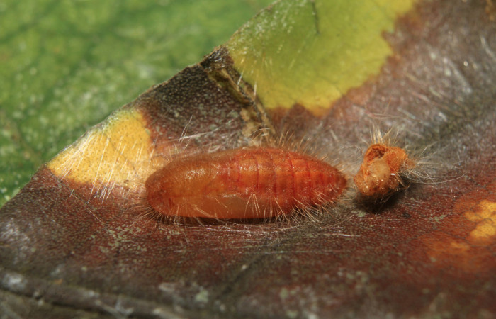 Figura 6. Pupa de <i>Pirascca tyriotes</i> (Riodinidae), vista dorsal, localidad Medrano Estación Biológica Quica, Sector Pitilla ACG (380m). Voucher: 19-SRNP-71286-DHJ752174.jpg.