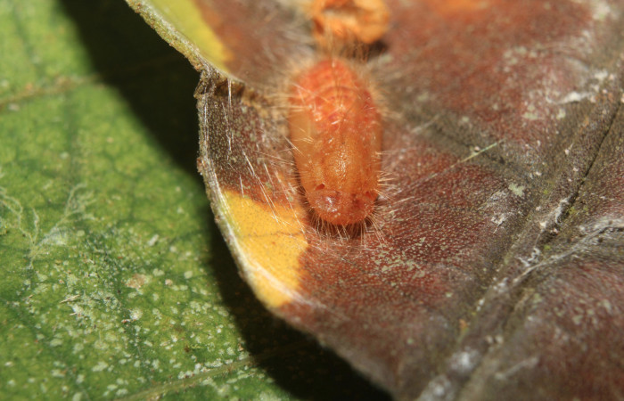 Figura 7. Pupa de <i>Pirascca tyriotes</i> (Riodinidae), vista frontal, localidad Medrano Estación Biológica Quica, Sector Pitilla ACG (380m). Voucher: 19-SRNP-71286-DHJ752176.jpg.