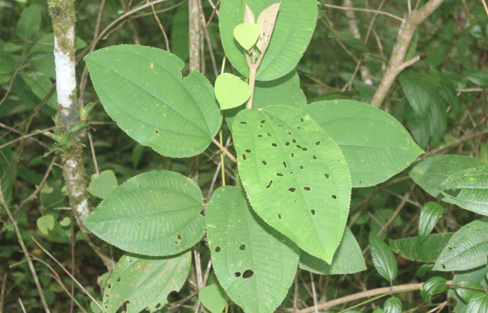 Figura 20. Planta hospedera de <i>Pirascca tyriotes</i> (Riodinidae), planta llamada <i>Miconia argentea</i> (Melastomataceae), localidad Estación Biológica Quica, Sector Pitilla ACG (470m), foto: Ricardo Calero 11 Setiembre 2019.