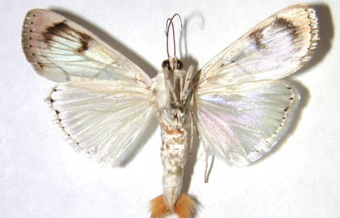 Fig.2 Vista ventral macho <i>Dichogama colotha[/i, (Crambidae). Eclosionó 30 de Julio 1990 Sector Santa Rosa, Bosque San Emilio 300mts. (90-SRNP-1028.1-DHJ371345.jpg.).