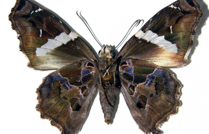 Figura 10. Adulto de <i>Spathilepia clonius</i> (Hesperiidae), macho vista ventral, localidad Cafetal, Sector Santa Rosa ACG (280m). Voucher: 01-SRNP-15478-DHJ92487.jpg.
