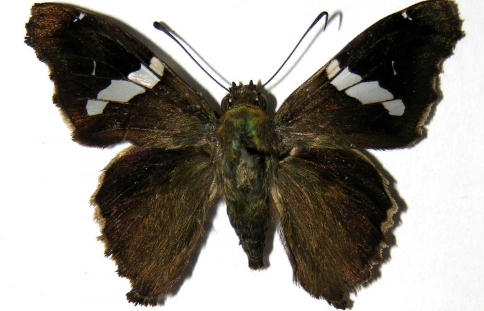 Figura 11. Adulto de <i>Spathilepia clonius</i> (Hesperiidae), hembra vista dorsal, localidad Monte Cristo, Sector Del Oro ACG (525m). Voucher: 04-SRNP-27278-DHJ323710.jpg.