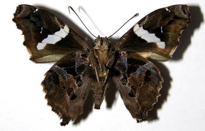 Figura 12. Adulto de <i>Spathilepia clonius</i> (Hesperiidae), hembra vista ventral, localidad Monte Cristo, Sector Del Oro ACG (525m). Voucher: 04-SRNP-27278-DHJ323711.jpg.