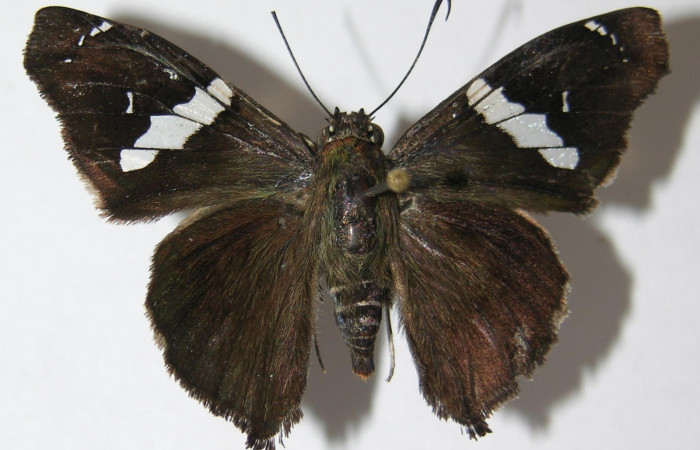 Figura 1. Adulto de <i>Spathilepia clonius</i> (Hesperiidae), vista dorsal, localidad Estación Llanura, Sector Rincón Rain Forest ACG (135m). Voucher: 09-SRNP-76098-DHJ518610.jpg.