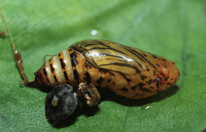Figura 7. Pupa de <i>Spathilepia clonius</i> (Hesperiidae), vista lateral, localidad Medrano, Estación Biológica Quica Sector Pitilla ACG (380m). Voucher: 15-SRNP-70890-DHJ727378.jpg.