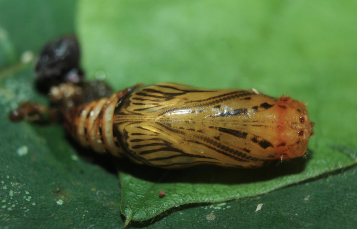 Figura 8. Pupa de <i>Spathilepia clonius</i> (Hesperiidae), vista ventral, localidad Medrano, Estación Biológica Quica Sector Pitilla ACG (380m). Voucher: 15-SRNP-70890-DHJ727380.jpg.