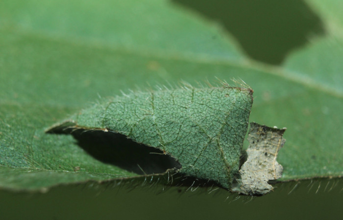 Figura 2. Habitad o casita de <i>Spathilepia clonius</i> (Hesperiidae), localidad Medrano, Estación Biológica Quica Sector Pitilla ACG (380m). Voucher: 15-SRNP-71528-DHJ727777.jpg.
