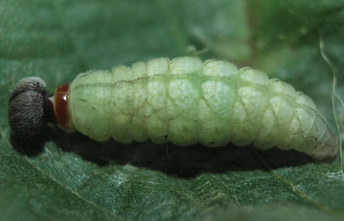 Figura 6. Larva <i>Spathilepia clonius</i> (Hesperiidae), en estado de prepupa vista dorsal, localidad Medrano, Estación Biológica Quica Sector Pitilla ACG (380m). Voucher: 15-SRNP-71528-DHJ727811.jpg.