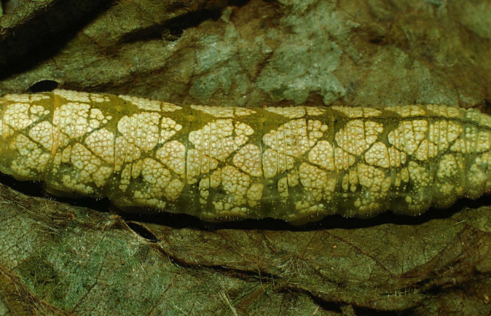 Figura 5. Larva <i>Spathilepia clonius</i> (Hesperiidae), último estadío (U) vista lateral, localidad Bejucos, Sector Horizontes ACG (180m). Voucher: 95-SRNP-5115-DHJ23785.jpg.