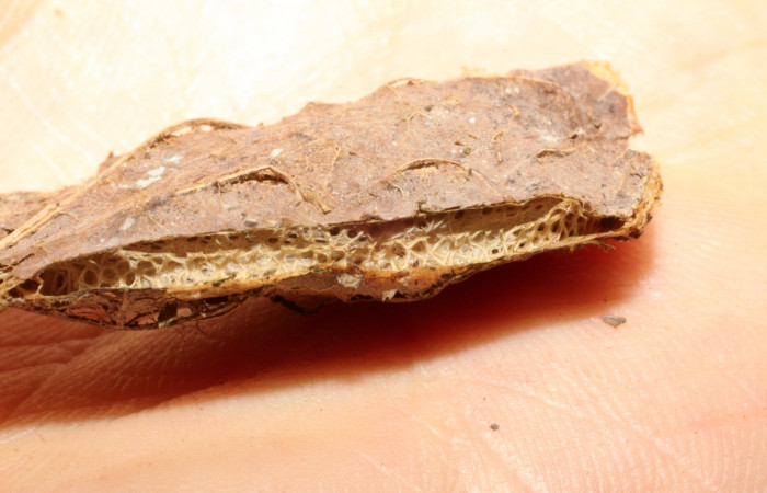 Fig. 10 Capullo de parásito <i>Truncaptera fascis</i> (Notodontidae), mide 50mm Sendero Arenal. Sector Cacao, 1080m. 09-SRNP-56502-DHJ474149.