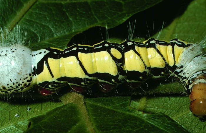 Fig. 7 Larva <i>Truncaptera fascis</i> (Notodontidae), mide 55mm Estacion Cacao. Sector Cacao, 1150m. 99-SRNP-967-DHJ50385.