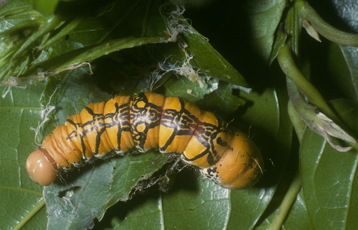 Fig. 8 Prepupa <i>Truncaptera fascis</i> (Notodontidae), mide 46mm Estacion Cacao. Sector Cacao,.04-SRNP-35897-DHJ86898.