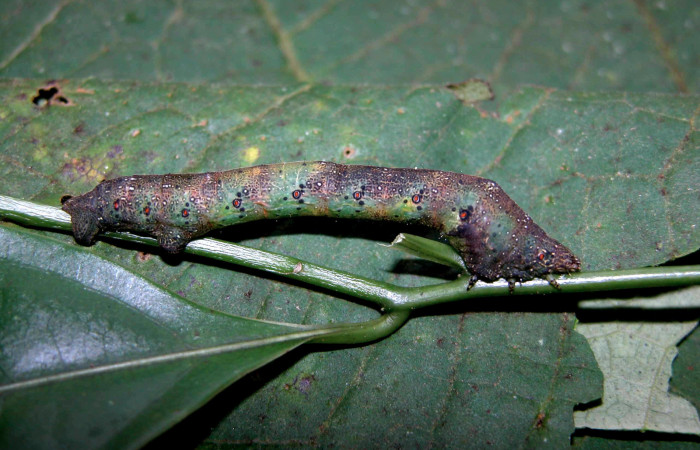 Figura 26. Larva <i>Epimecis matronaria</i> (Geometridae), vista lateral, localidad Sendero Carmona Sector San Cristóbal ACG (670m). Voucher: 03-SRNP-8717-DHJ402222.jpg.