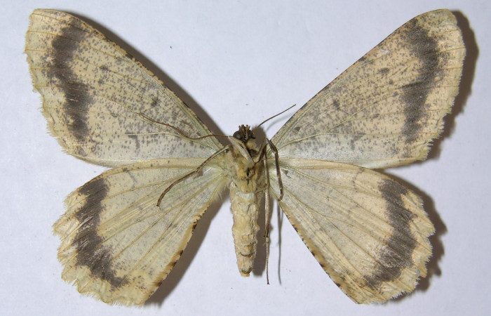 Figura 25. Adulto de <i>Epimecis conjugaria</i> (Geometridae), hembra vista ventral, localidad Pasmompa Sector Pitilla ACG (440m). Voucher: 05-SRNP-32322-DHJ324353.jpg.