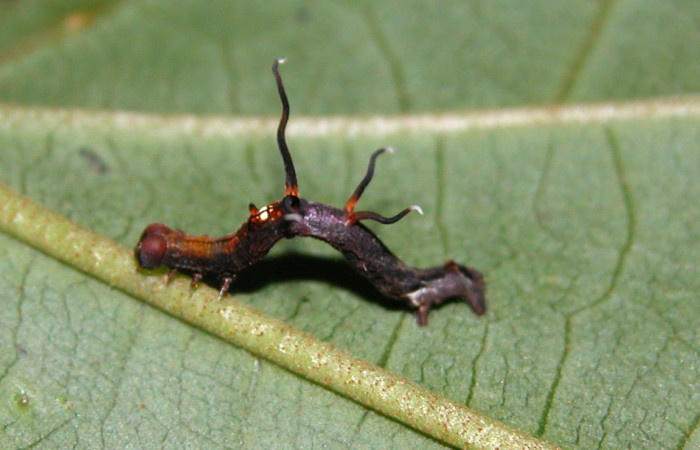 Figura 14. Larva <i>Nematocampa completa</i> (Geometridae), vista dorsal, localidad Sendero Rincón Sector Rincón Rain Forest ACG (430m). Voucher: 05-SRNP-40006-DHJ406792.jpg.