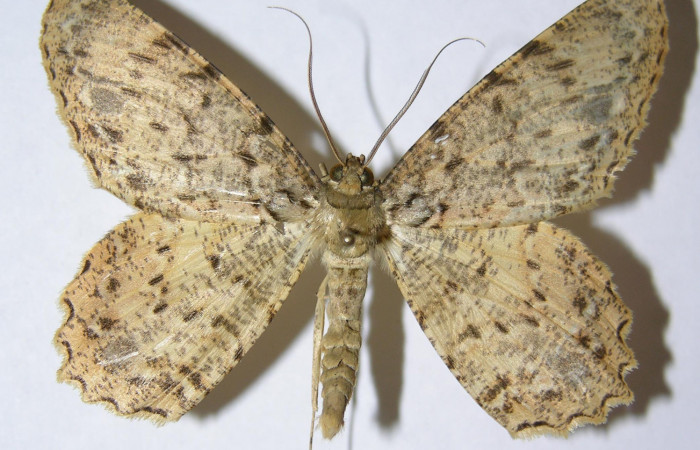 Figura 22. Adulto de <i>Epimecis conjugaria</i> (Geometridae), macho vista dorsal, localidad Sendero Huerta Sector San Cristóbal ACG (527m). Voucher: 05-SRNP-4678-DHJ324362.jpg.