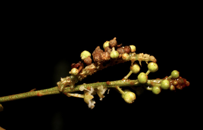 Figura 5. Larva <i>Synchlora pulchrifimbria</i> (Geometridae), vista lateral, localidad Sendero Juntas Sector Rincón Rain Forest ACG (400m). Voucher: 07-SRNP-41991-DHJ433714.jpg.