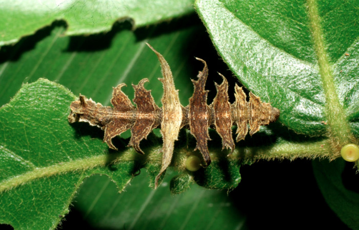 Figura 16. Larva de <i>Phrudocentra</i> pupillataDHJ01 (Geometridae), vista dorsal, localidad Vado Miramonte Sector Mundo Nuevo ACG (305m). Voucher: 07-SRNP-60879-DHJ435177.jpg.