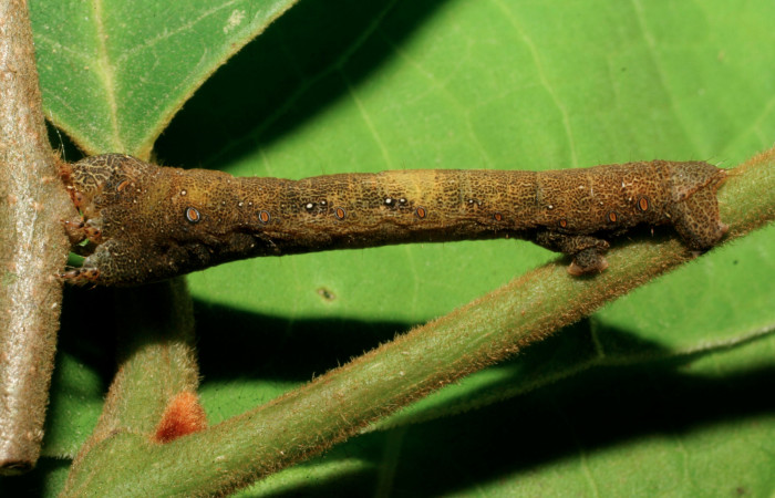 Figura 19. Larva de <i>Epimecis conjugaria</i> (Geometridae), último estadío (U) vista lateral, localidad Sendero Rótulo Sector Pitilla ACG (510m). Voucher: 08-SRNP-31166-DHJ438860.jpg.