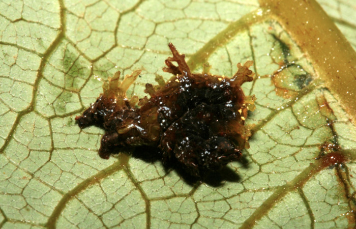 Figura 7. Larva <i>Phyle cartago</i> (Geometridae), vista lateral, localidad Finca San Gabriel Sector San Cristóbal ACG (645m). Voucher: 09-SRNP-3786-DHJ457861.jpg.