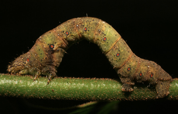 Figura 27. Larva <i>Epimecis matronaria</i> (Geometridae), vista lateral, localidad Sendero Anonas Sector Rincón Rain Forest ACG (405m). Voucher: 09-SRNP-40213-DHJ451488.jpg.