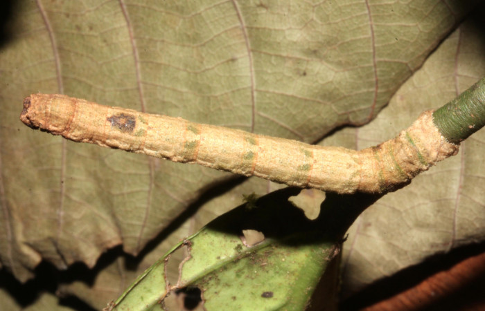 Figura 2. Larva de Geometridae, vista dorsal, localidad Sendero Trichoptera Sector Pitilla ACG (655m). Voucher: 17-SRNP-30624-DHJ736183.jpg.