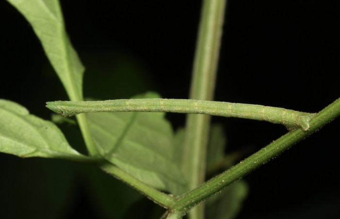 Figura 3. Larva de Geometridae, vista lateral, localidad Estación Pitilla Sector Pitilla ACG (675m). Voucher: 17-SRNP-30879-DHJ736443.jpg.