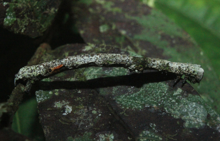 Figura 6. Larva Geometridae, vista lateral, localidad Estación Quica Sector Pitilla ACG (470m). Voucher: 17-SRNP-70055-DHJ733514.jpg.