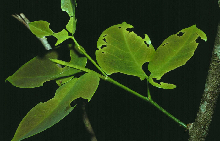 Figura 4. Larva <i>Oospila confundaria</i> (Geometridae), vista lateral, localidad Bosque Húmedo Sector Santa Rosa ACG (290m). Voucher: 84-SRNP-1622-DHJ8517.jpg.